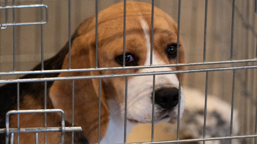 Em 2013, 178 cães e 7 coelhos usados em pesquisas foram retirados por ativistas e moradores de São Roque (SP) de uma das sedes do Instituto Royal, que depois fechou as portas - Getty Images/iStockphoto