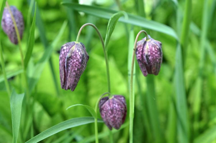 春のバイモ - csdesbiens/Getty Images/iStockphoto - csdesbiens/Getty Images/iStockphoto