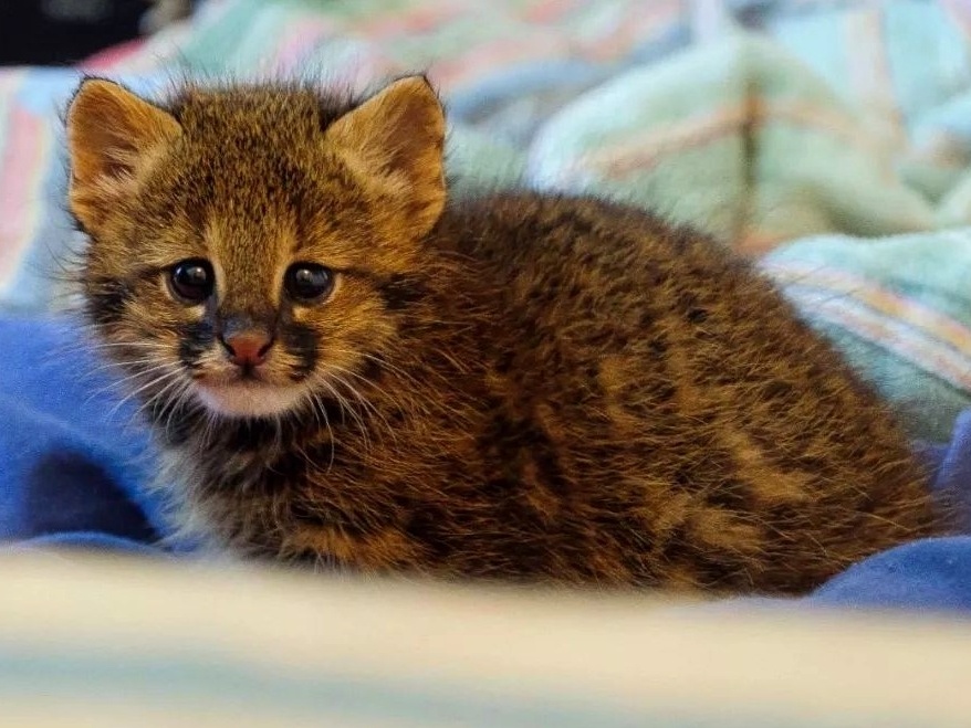 Filhotes órfãos ganham bichinhos de pelúcia para imitar abraço dos pais.