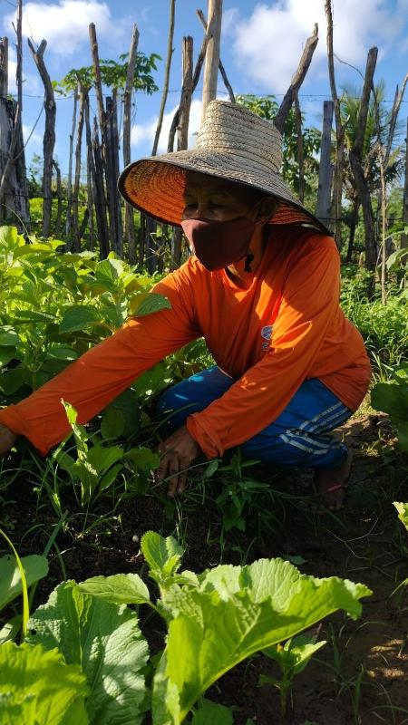 Projeto Horta Urbana visa fomentar o acesso a alimentos produzidos localmente - Divulgação/Donminique Santos - Divulgação/Donminique Santos