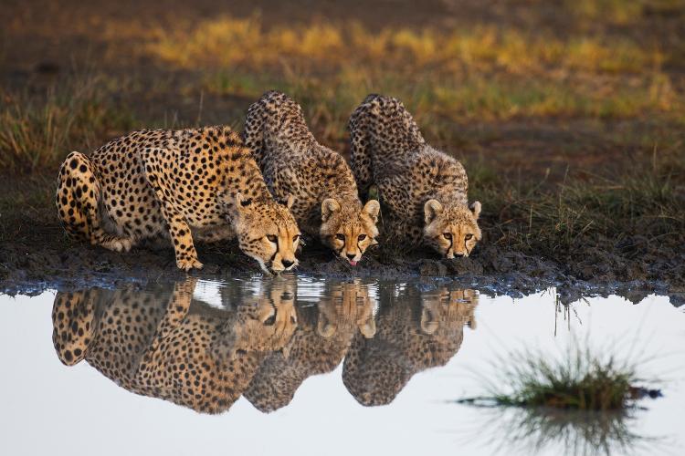 Guepardos bebendo água em área de conservação na Tanzânia - Jami Tarris/Getty Images - Jami Tarris/Getty Images