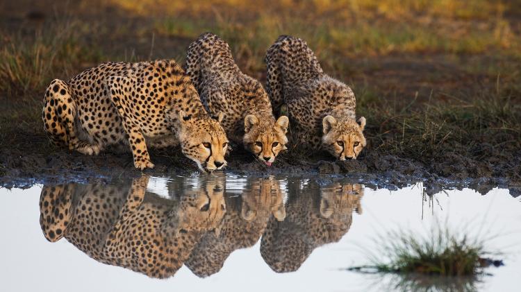 Guepardos - Jami Tarris/Getty Images - Jami Tarris/Getty Images