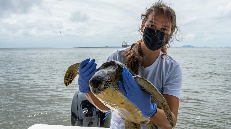 Camila Domit segura tartaruga-marinha durante avaliação de saúde do animal, no litoral do Paraná Camila Domit segura tartaruga-marinha durante avaliação de saúde do animal, no litoral do Paraná