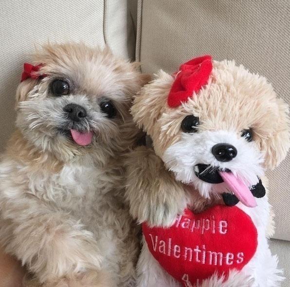 Reprodução/Instagram.com/marniethedog