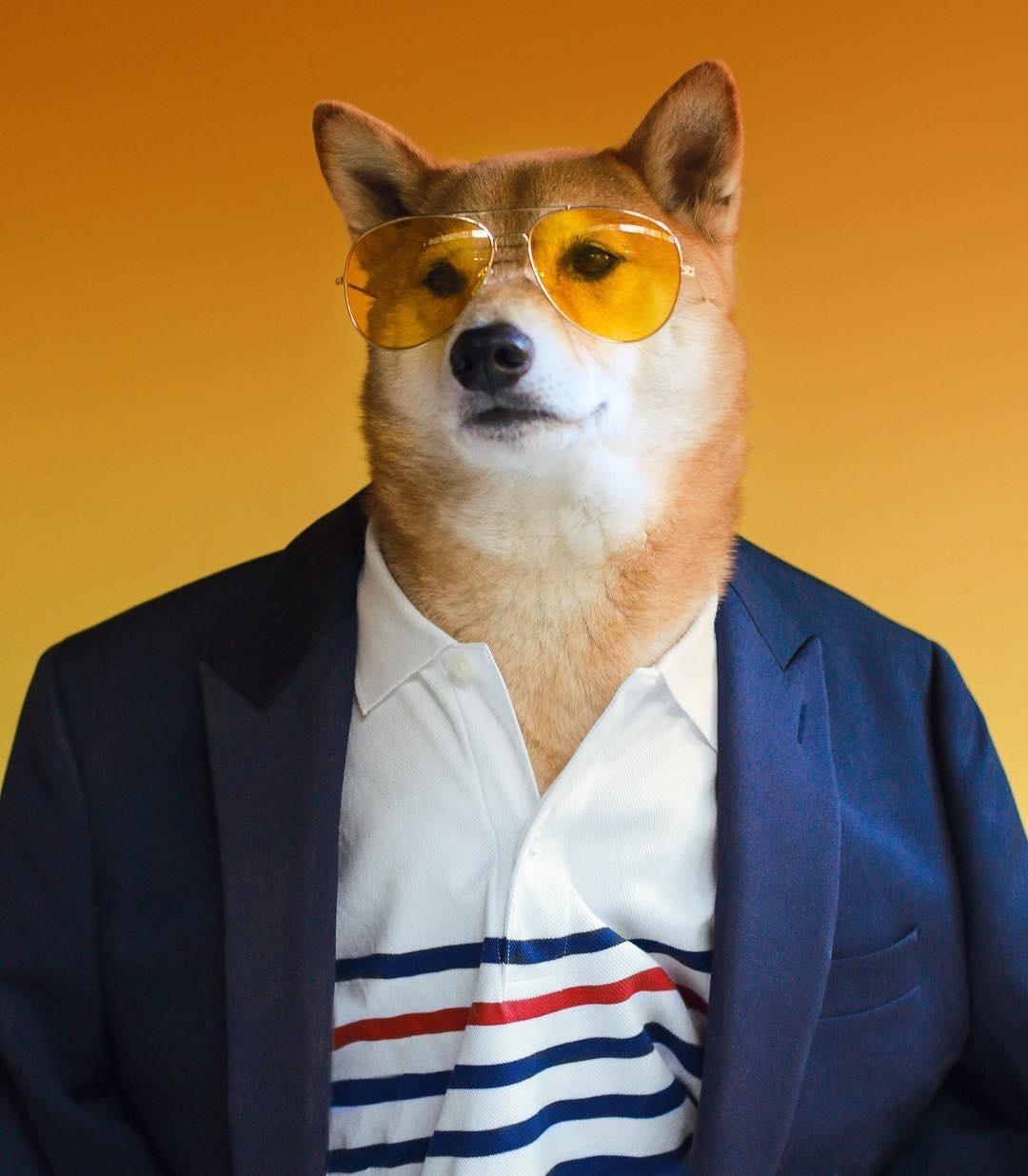 Bodhi, o Menswear Dog - Reprodução/Instagram