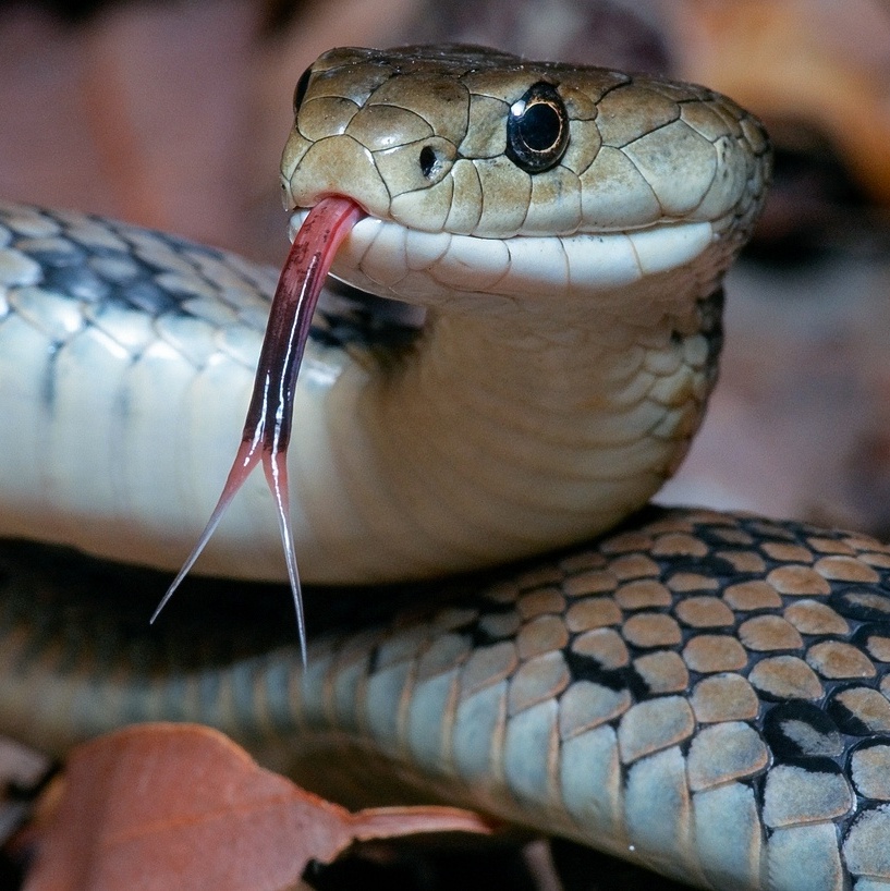 Cobra com a sua língua cortada - desenho