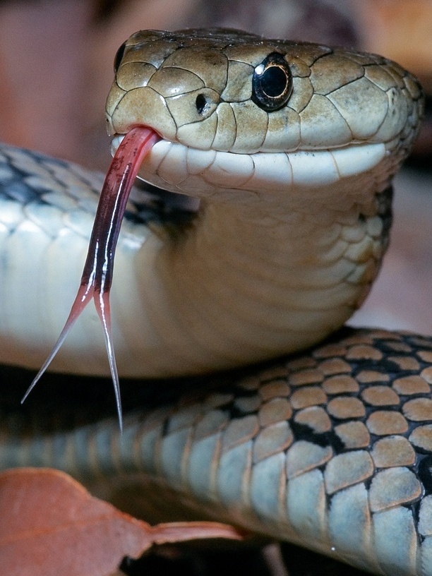 Sonhar com cobra azul: Azul claro, escuro, com preto, com vermelho e mais!