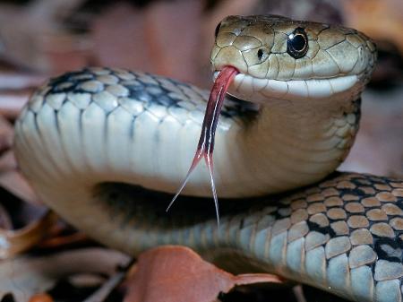 Cobra com a sua língua cortada - desenho