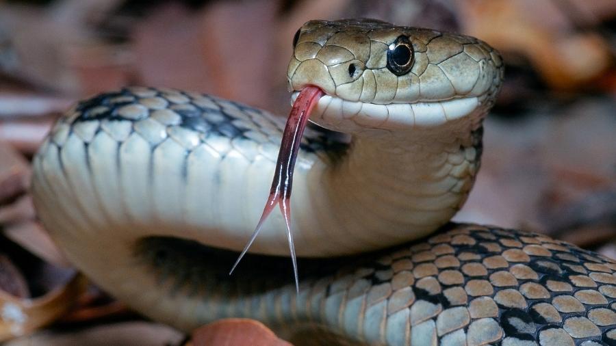 Sonhos Significado: sonhar com Cobra