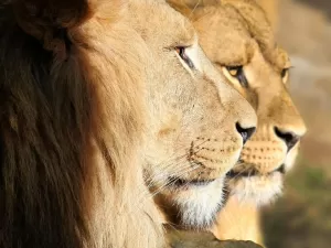 Sonhar com leão pode significar ameaça próxima; saiba interpretar