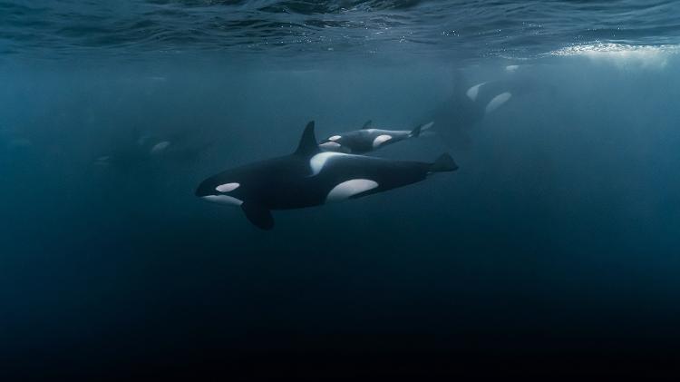Orca com filhote - Getty Images/iStockphoto - Getty Images/iStockphoto