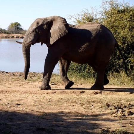 Elefante corre de local próximo à fonte de água após ouvir vozes humanas