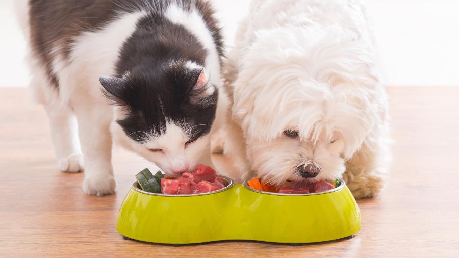 Atenção: cães e gatos são sensíveis a temperos e qualquer alimentação natural exige suplementação - Getty Images