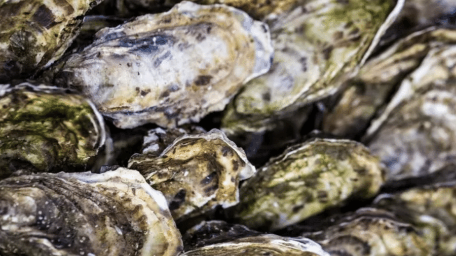 "A criação de mexilhões e de ostras são muito positivas em seus impactos, porque elas podem até ajudar a limpar os ecossistemas costeiros e mitigar problemas", explica o professor Chris Armstrong - Getty Images