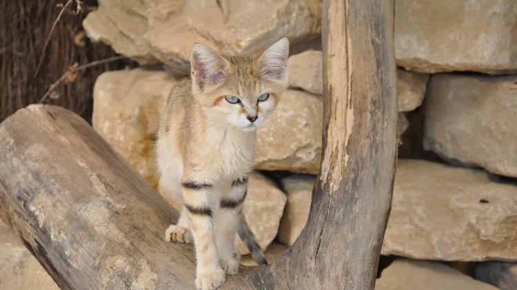 Gato-do-deserto - Getty Images/iStockphoto - Getty Images/iStockphoto