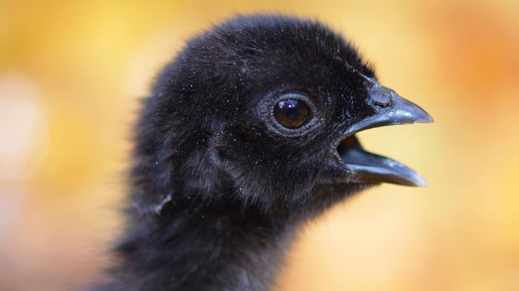 Pintinho da raça Ayam Cemani - Reprodução/Facebook - Reprodução/Facebook