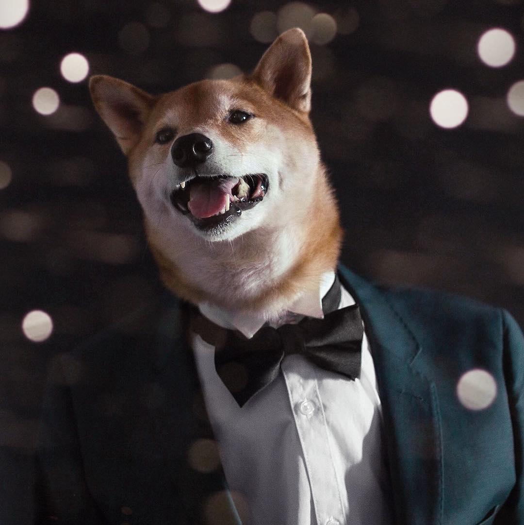 Bodhi, o Menswear Dog - Reprodução/Instagram