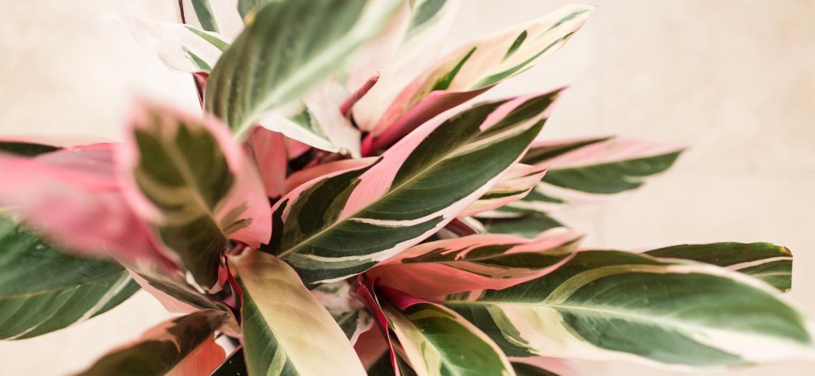 Calathea Triostar: como cuidar dessa planta de folhagem verde e rosa