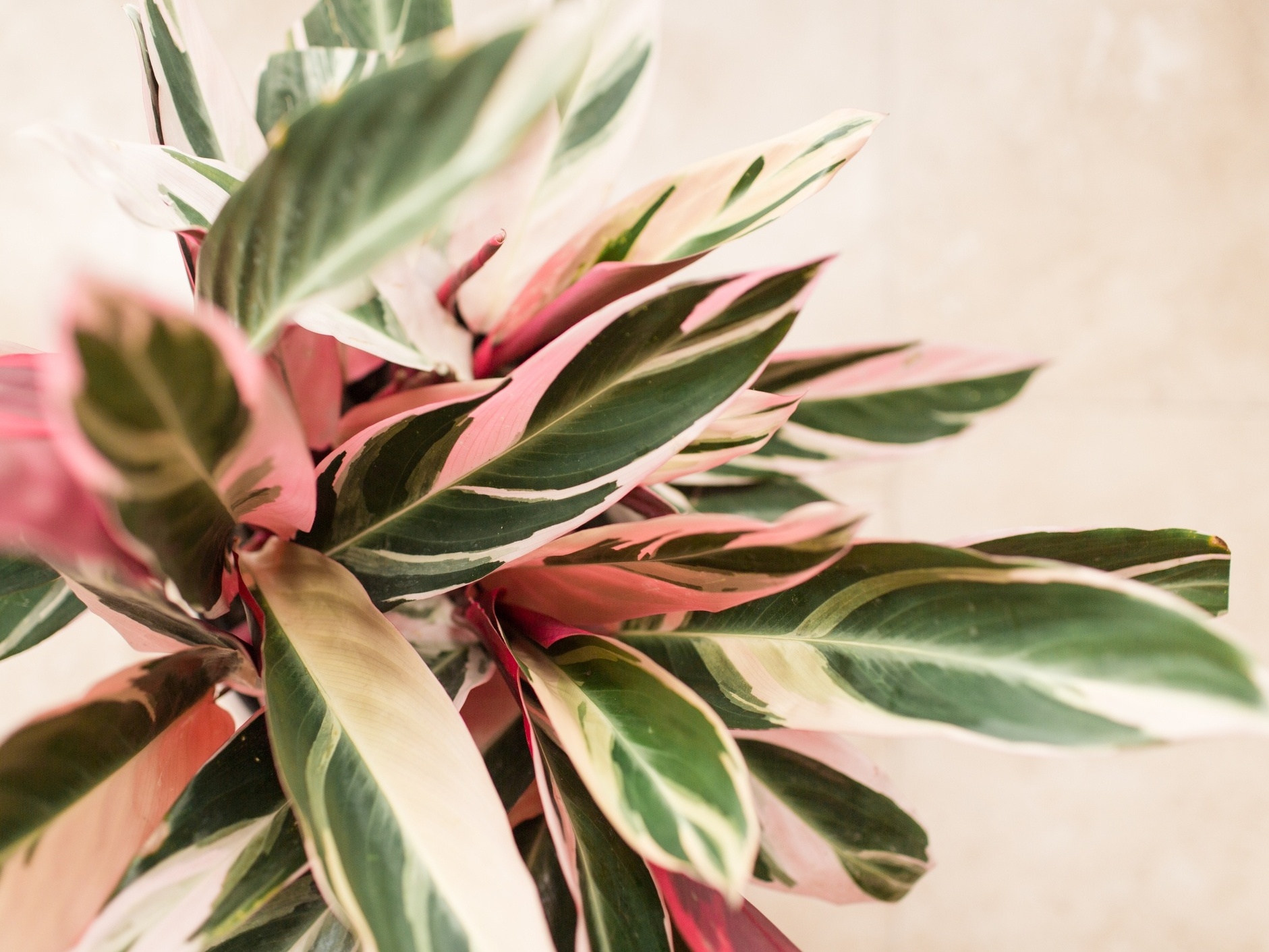 Calathea Triostar: como cuidar dessa planta de folhagem verde e rosa