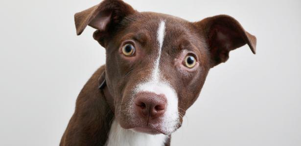 Sabe aquele olhar fofo que os cachorros fazem? A ciência explica o motivo