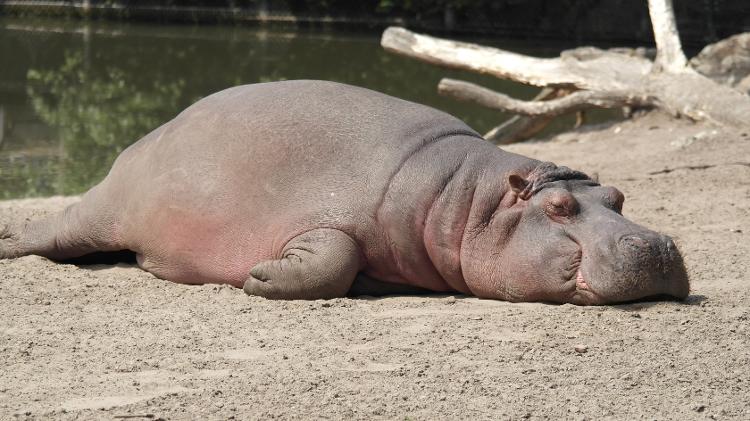 Hipopótamo cansado, cansaço, fadiga, sem energia, pique, acabado, só o pó - Unsplash - Unsplash