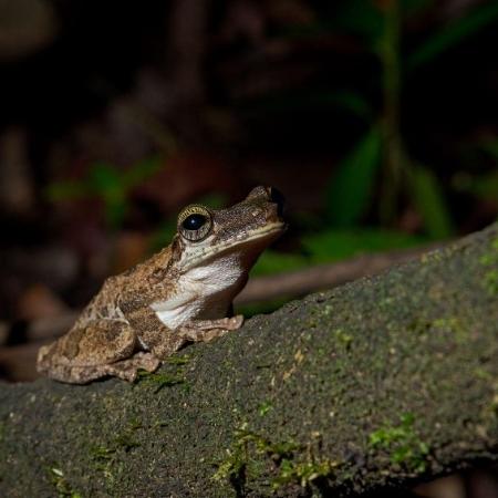 Espécie de anfíbio encontrada durante levantamento na reserva Mamirauá Espécie de anfíbio encontrada durante levantamento na reserva Mamirauá
