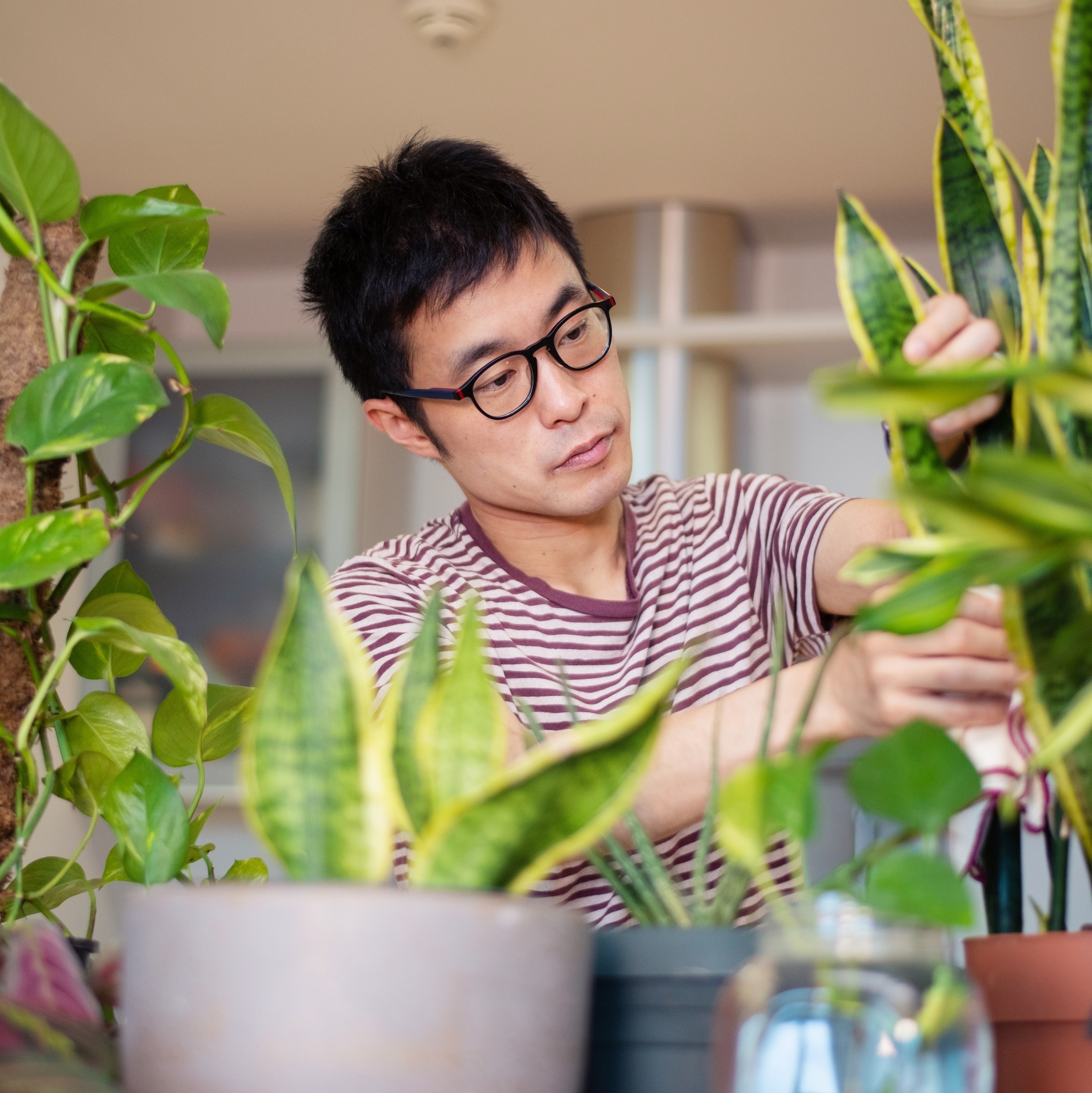 Urban Jungle: Entenda a mania das plantas no espaço - Tabulla