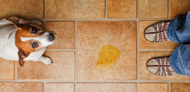 Diabetes em cães e gatos: os sinais que costumam passar despercebidos