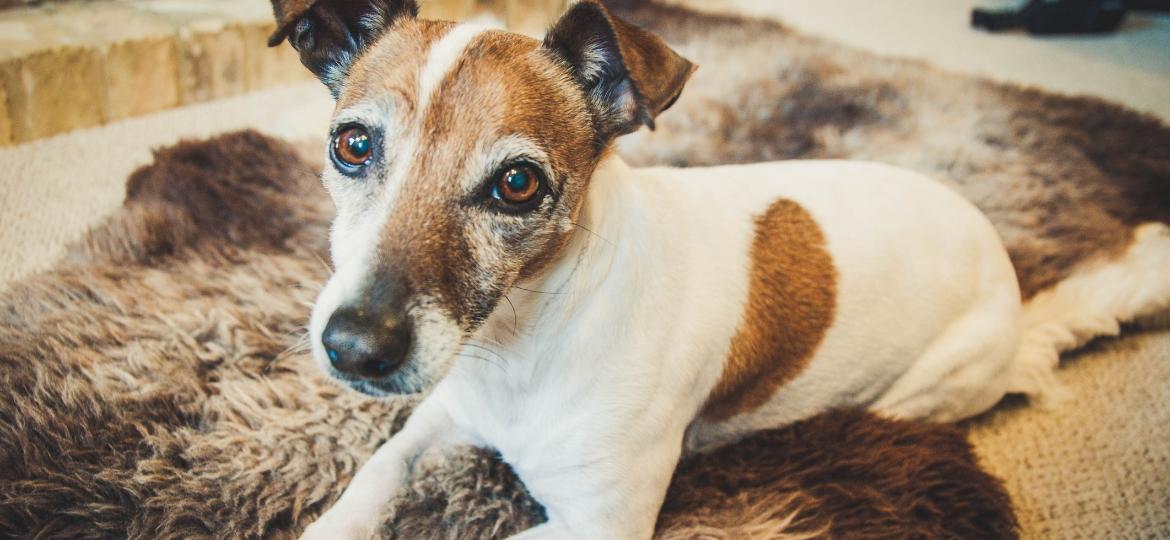 Pets idosos exigem uma série de cuidados especiais para continuarem saudáveis - Getty Images