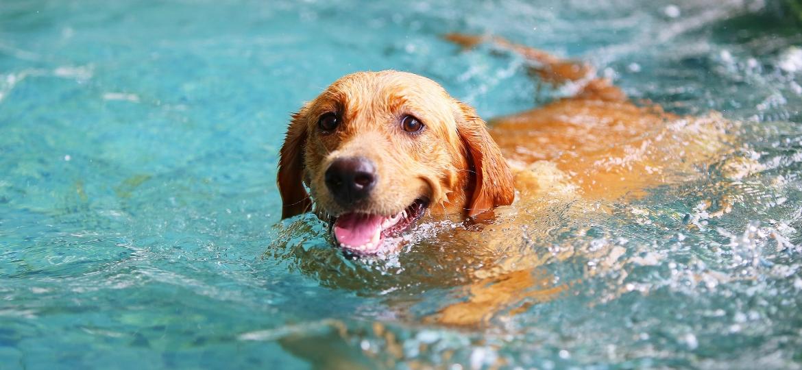 Quer colocar seu pet para nadar? Tome alguns cuidados antes e durante a "natação" - Getty Images/iStockphoto