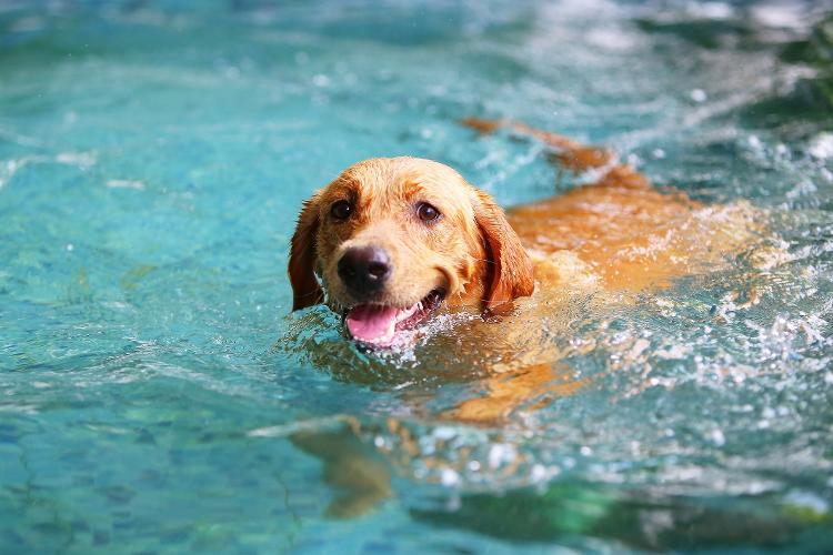 Labrador Retriever Labrador Retriever