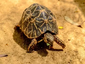 Usada como amuleto da sorte, esta tartaruga corre risco de desaparecer