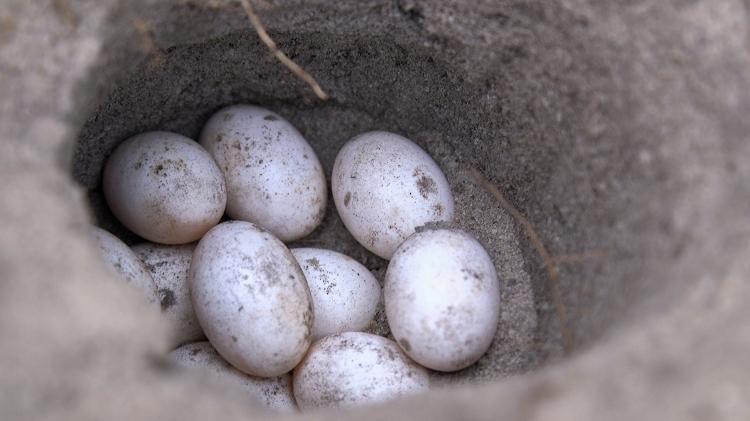 Ovos de tracajá são realocados e vigiados por ribeirinhos na chocadeira do lago Tucunaré