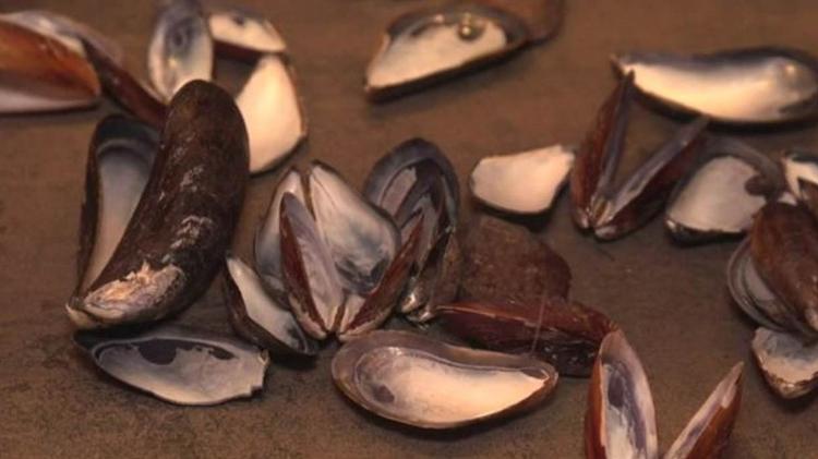 Artista canadense Gillian Genser trabalhou em escultura durante 15 anos, sem saber que o material usado na obra era tóxico e a estava envenenando. - Gillian Gensen/BBC - Gillian Gensen/BBC