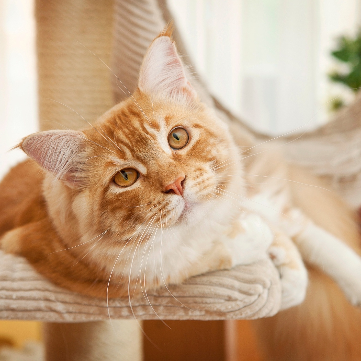 TRANSFORMAMOS NOSSA CASA EM CRECHE PARA GATOS