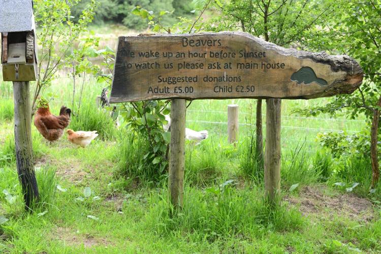 Blaeneinion, the anti-vaccine eco-resort in Wales (8) - Reproduction - Reproduction