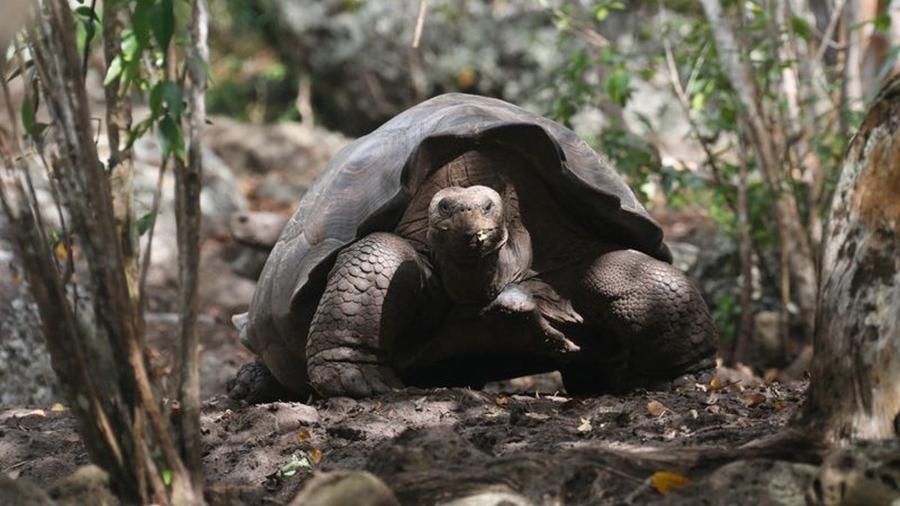 A tartaruga gigante atualmente habita a ilha San Cristóbal, no Equador - Galapagos National Park/Divulgação
