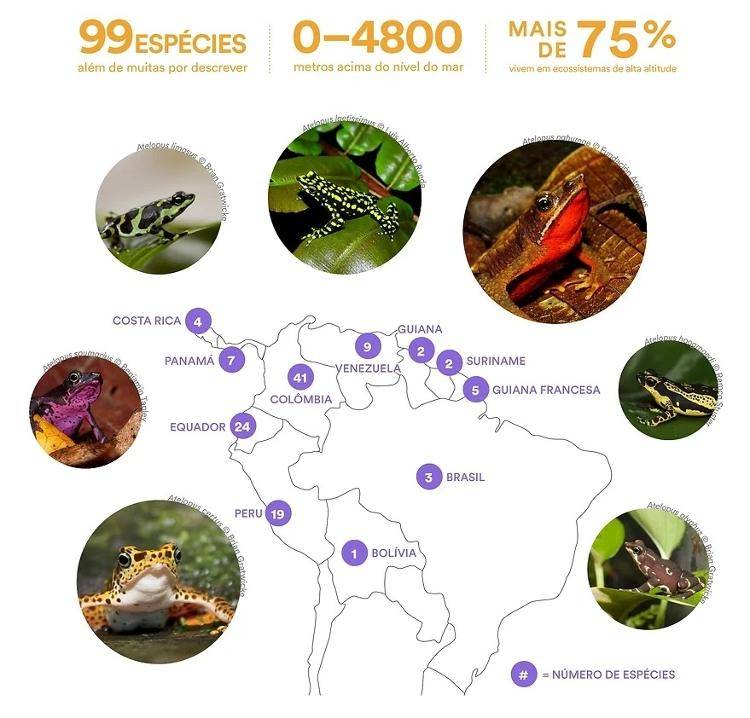 Espécies de ysokes-arlequim existentes nas Américas Central e do Sul -  ASI -  ASI