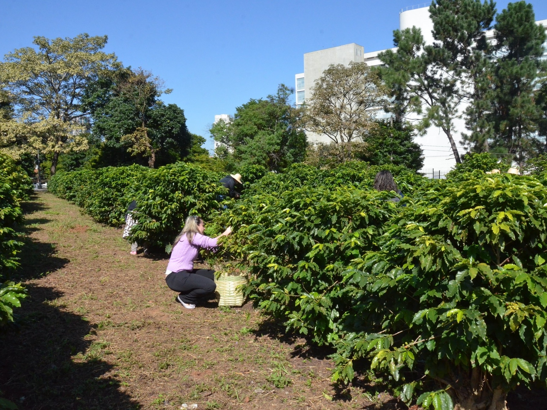 Você sabia? Maior cafezal urbano do mundo fica dentro de São Paulo -  26/05/2023 - UOL Nossa