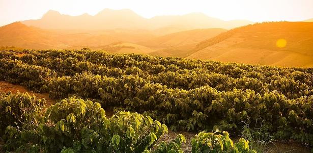 Café: Com foco nas chuvas do Brasil, arábica e conilon sobem nesta 2ª feira  - Amvac do Brasil