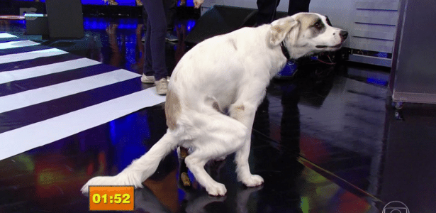 Ao vivo, cachorro faz cocô e dá trabalho à equipe de limpeza do Faustão - Reprodução/TV Globo