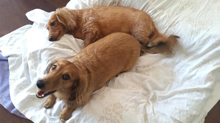 George e Peppa - Arquivo pessoal - Arquivo pessoal