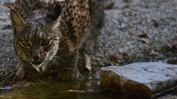 Lince ibérico - Pacific Press / LightRocket via Getty Images - Pacific Press / LightRocket via Getty Images