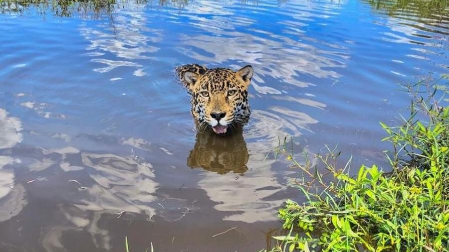 Matí é a onça que vemos em "Pantanal" - Instagram
