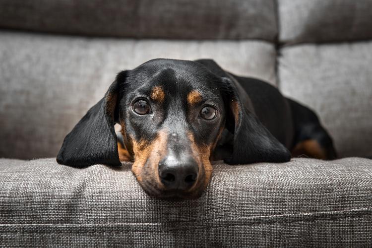 Dachshund Dachshund