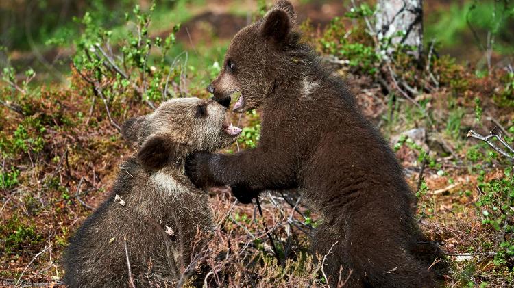 Filhotes de urso pardo brincando  - Getty Images/iStockphoto - Getty Images/iStockphoto