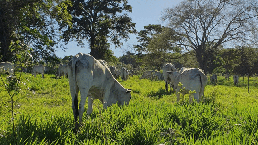 Gado pastando na fazenda Terras Caipora - Terras Caipora/divulgação