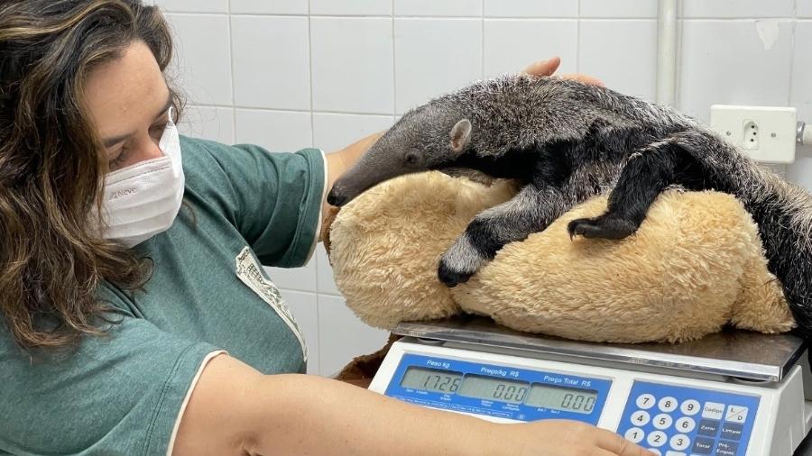 A veterinária Liliane Milanelo pesando filhote de tamanduá-bandeira  - Lilian Sayuri Fitorra/Cras PET/Zoo SP