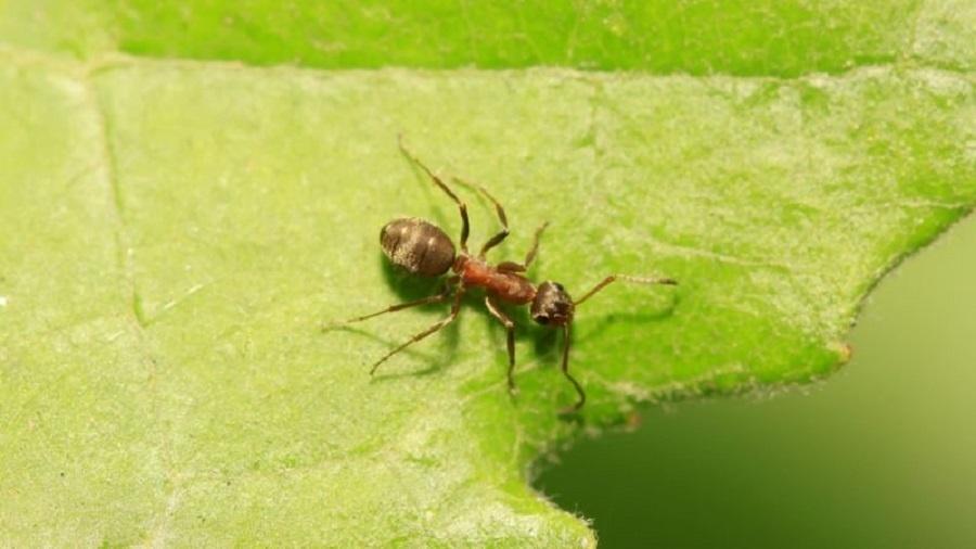 Cientistas conseguiram treinar a Formica fusca, geralmente chamada de formiga sedosa ou escura, para detectar sinais de câncer de mama humano presentes na urina de camundongos - Getty Images