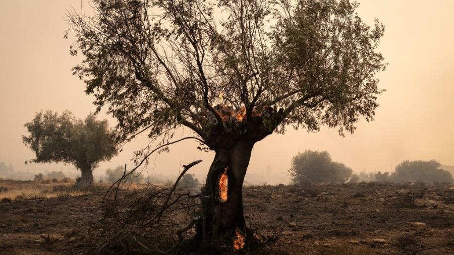 Queima de árvores de Megara, Grécia, em 19 de julho de 2023. Após três dias, os bombeiros ainda estão combatendo as chamas. - NurPhoto via Getty Images